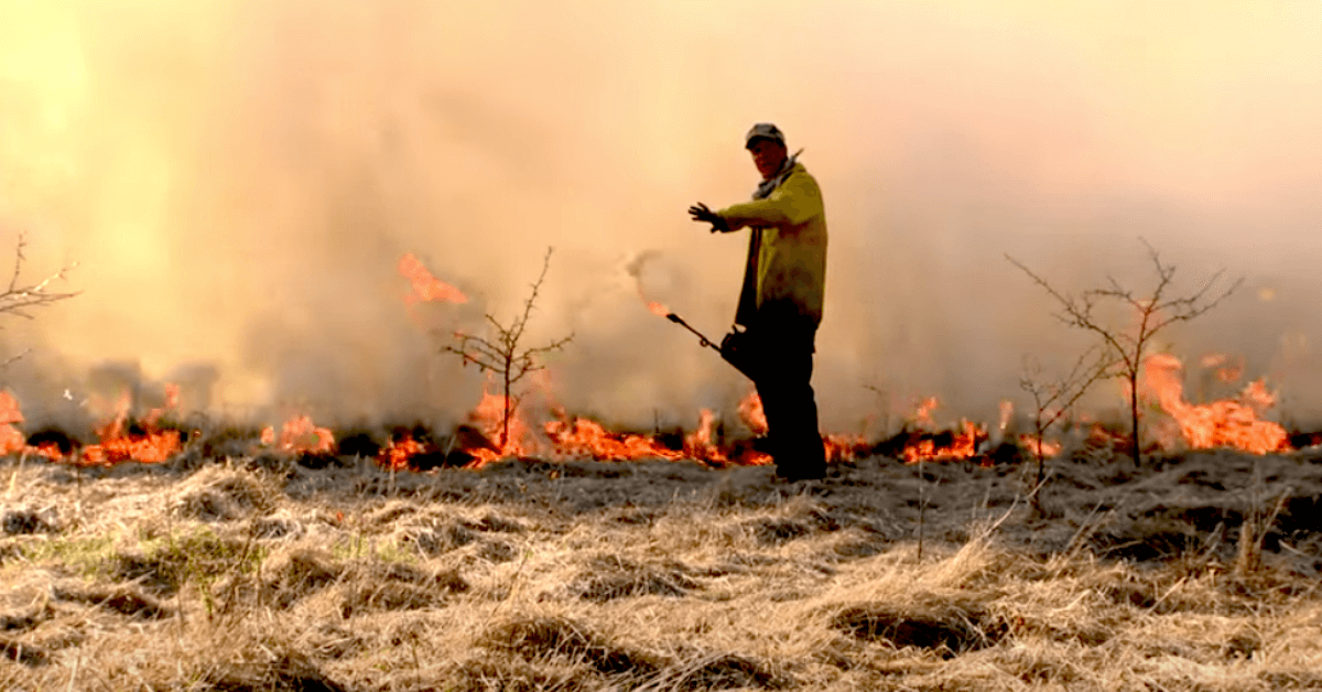 Featured Image for Q&A: How To Conduct a Controlled Burn on Your Property